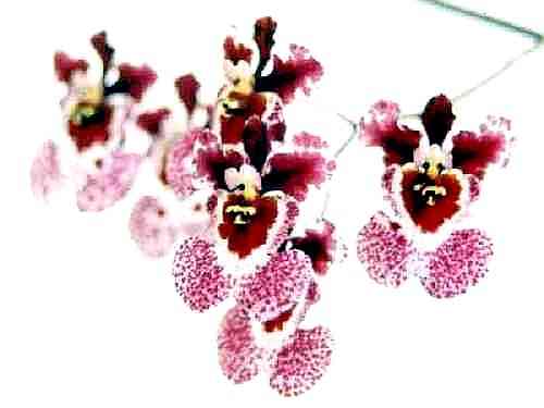 Tolumnia Maliwan 'T Orchids'